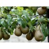 poire (1kg)