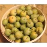 prunes Reine-Claude